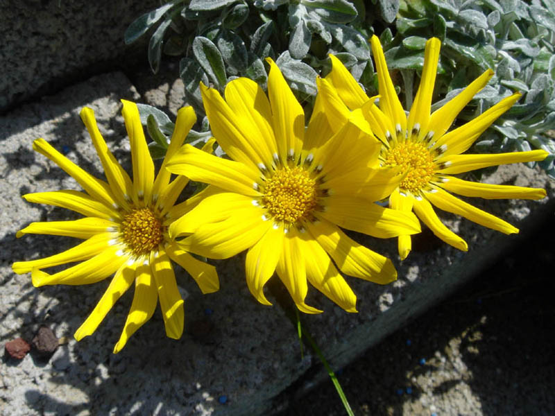 Gazania rigens var leucolaena photo